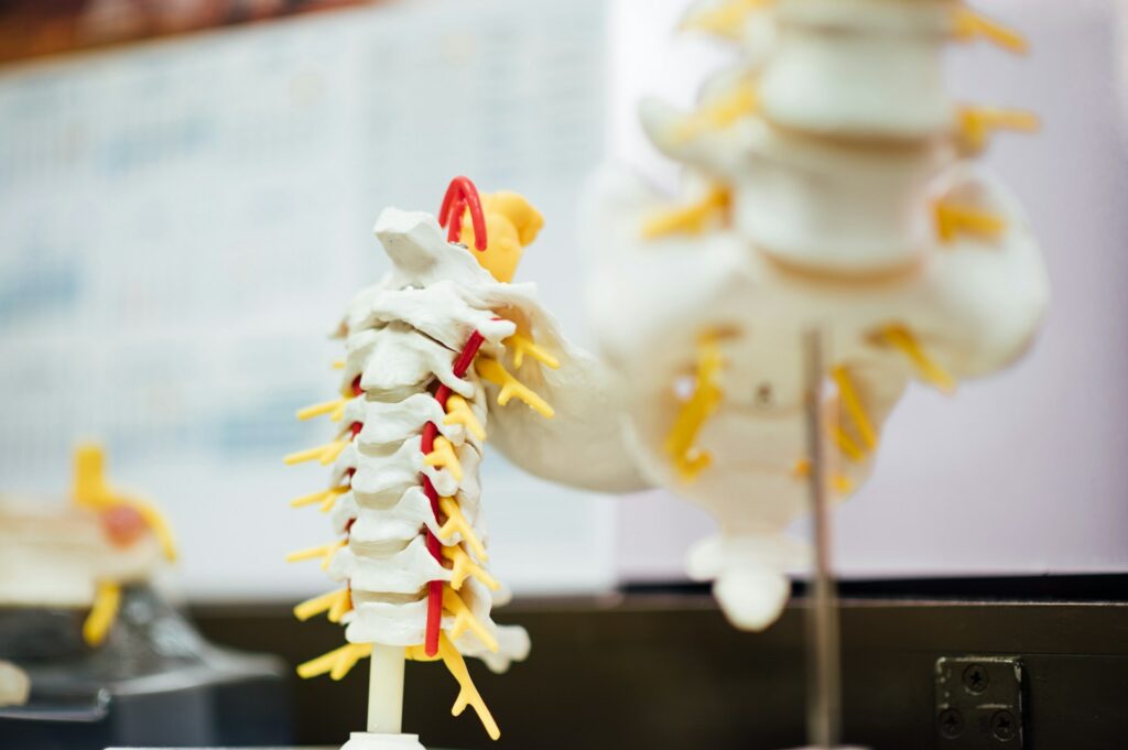 spine bones